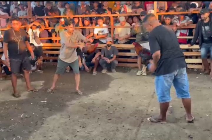 Alleged Illegal Cockfighting Ring in Koya Koso, Papua, Reportedly Guarded by Police Officers